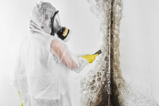 Home Mold Removal in West Jefferson, NC