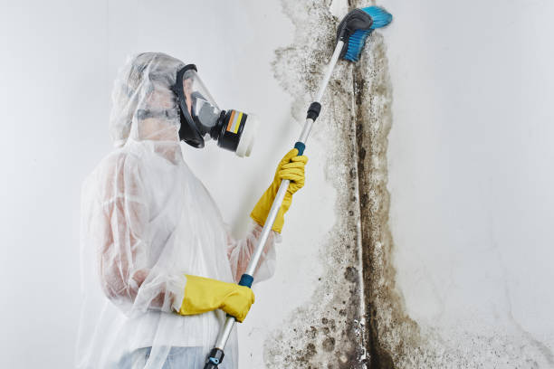 Best Affordable Mold Removal  in West Jefferson, NC