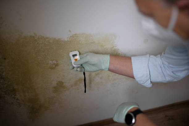 Trusted West Jefferson, NC Mold Removal Experts