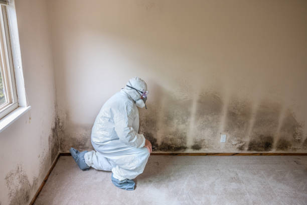Best Professional Mold Removal  in West Jefferson, NC