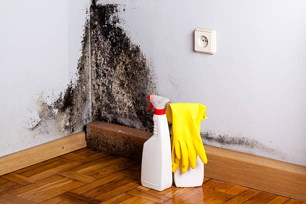 Best Residential Mold Removal  in West Jefferson, NC