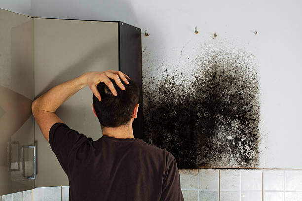 Best Black Mold Removal  in West Jefferson, NC