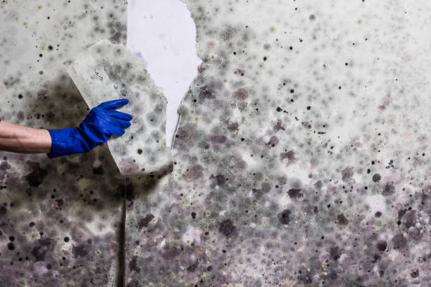  West Jefferson, NC Mold Removal Pros
