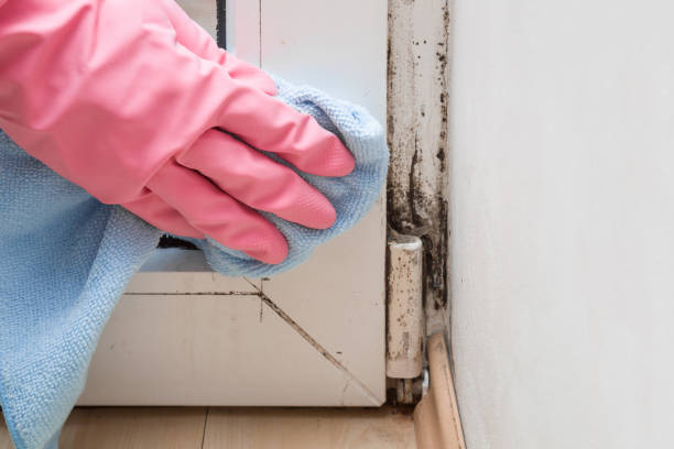 Trusted West Jefferson, NC Mold Removal Experts