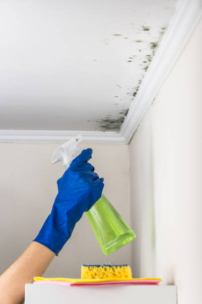 Attic Mold Removal in West Jefferson, NC
