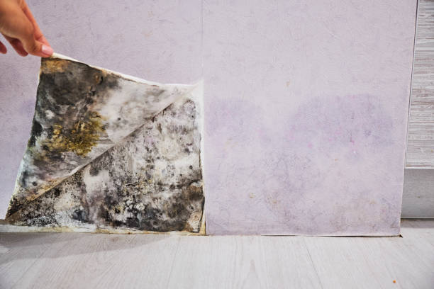 Mold Testing and Removal in West Jefferson, NC